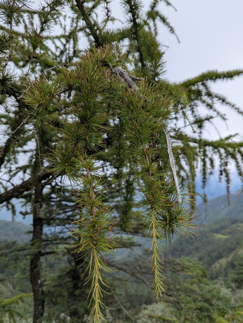 Larix griffithii photo 7