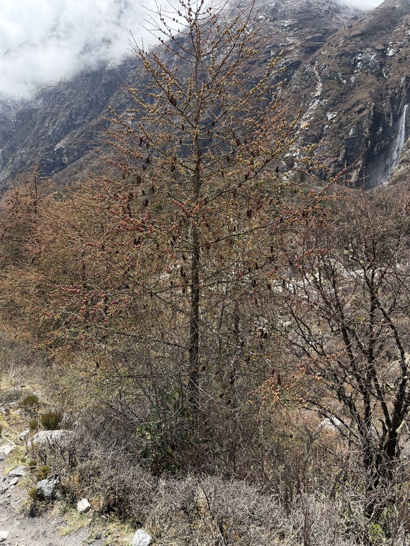 Larix griffithii var. griffithii