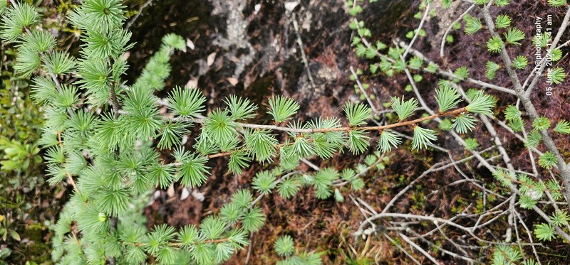 Larix griffithii var. griffithii photo 2