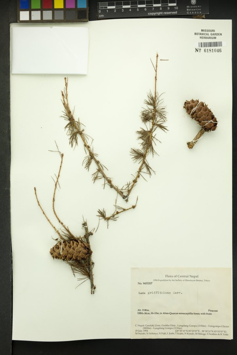 Larix griffithii var. griffithii photo 4