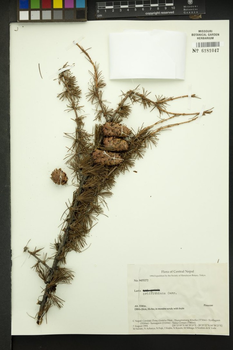 Larix griffithii var. griffithii photo 5