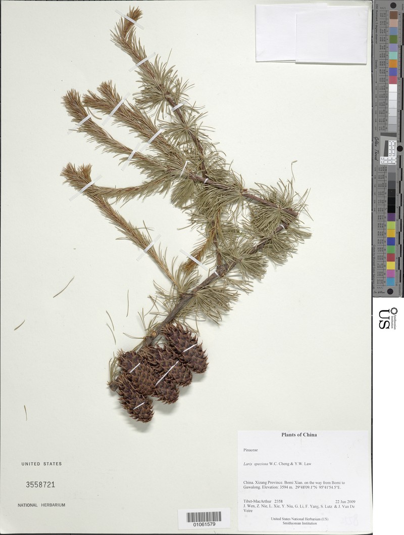 Larix griffithii var. speciosa