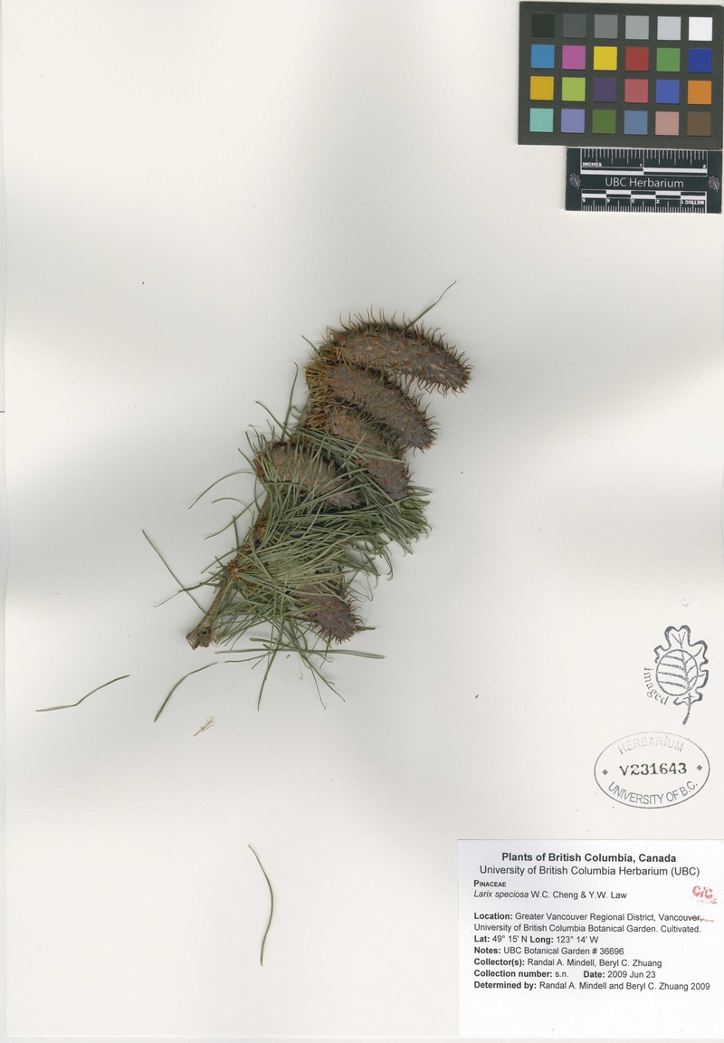Larix griffithii var. speciosa photo 2