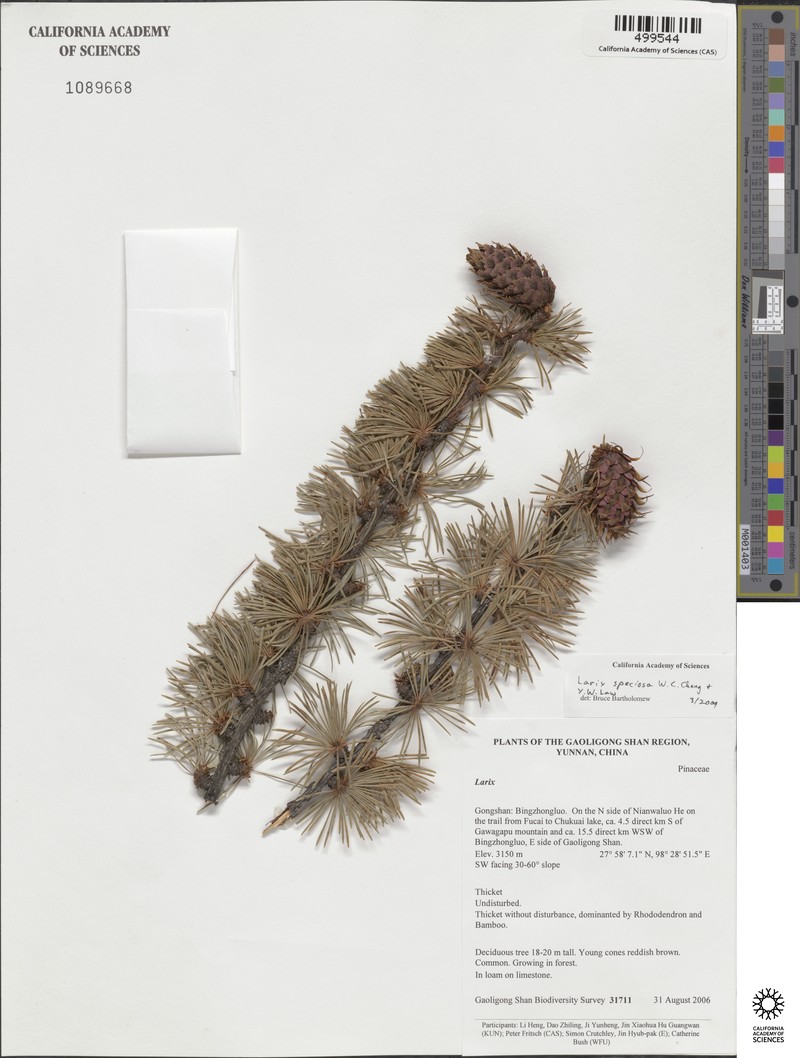 Larix griffithii var. speciosa photo 3