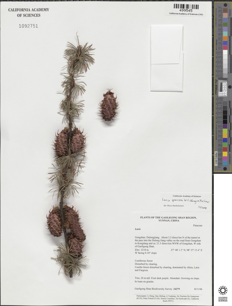 Larix griffithii var. speciosa photo 4