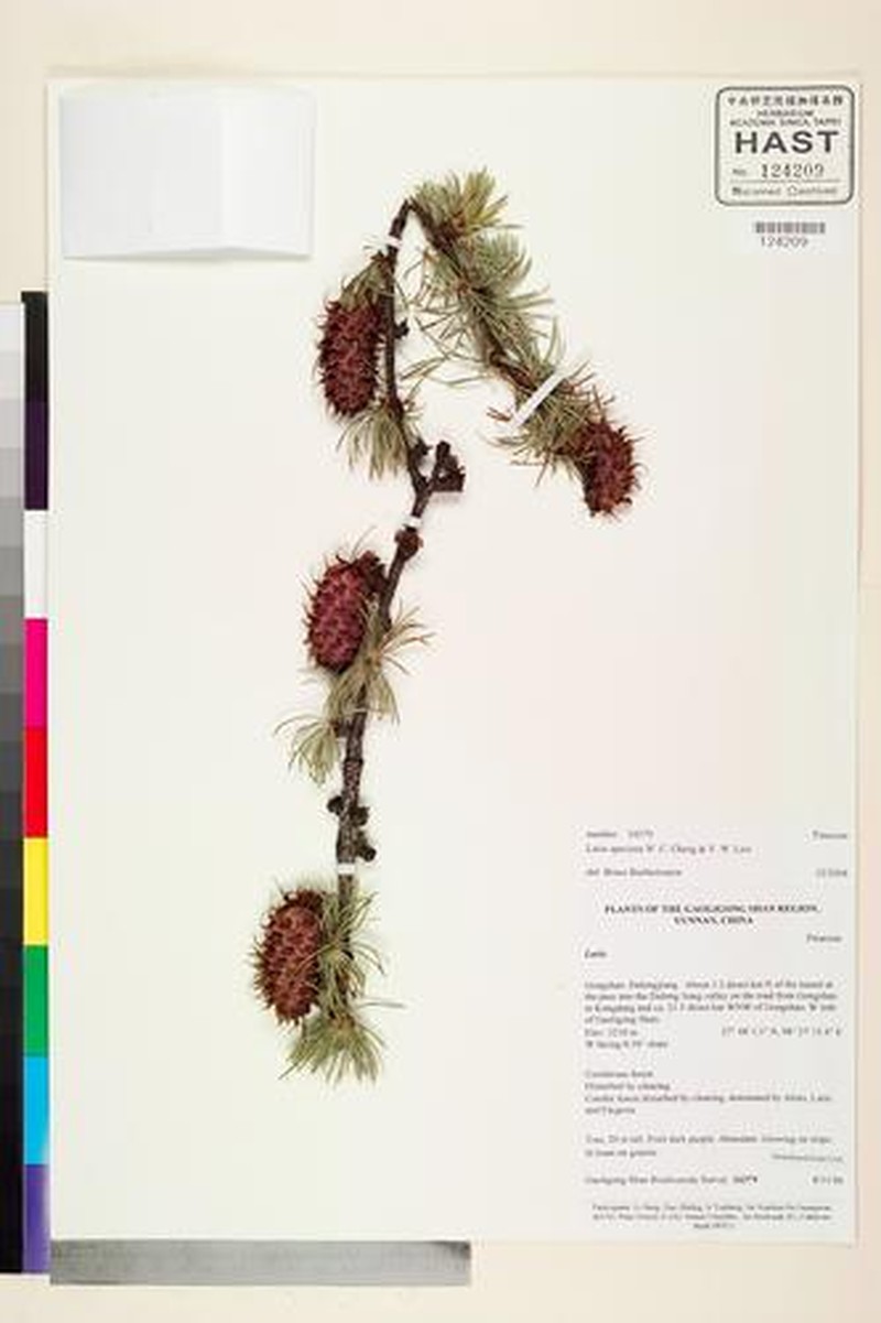 Larix griffithii var. speciosa photo 5