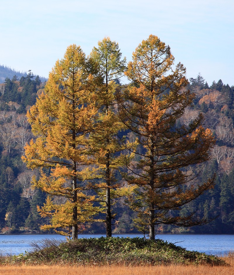 Golden Larch