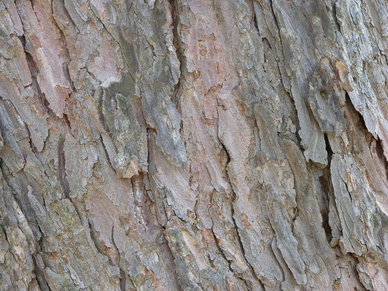 Golden Larch photo 3