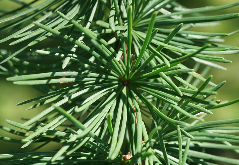 Golden Larch photo 5