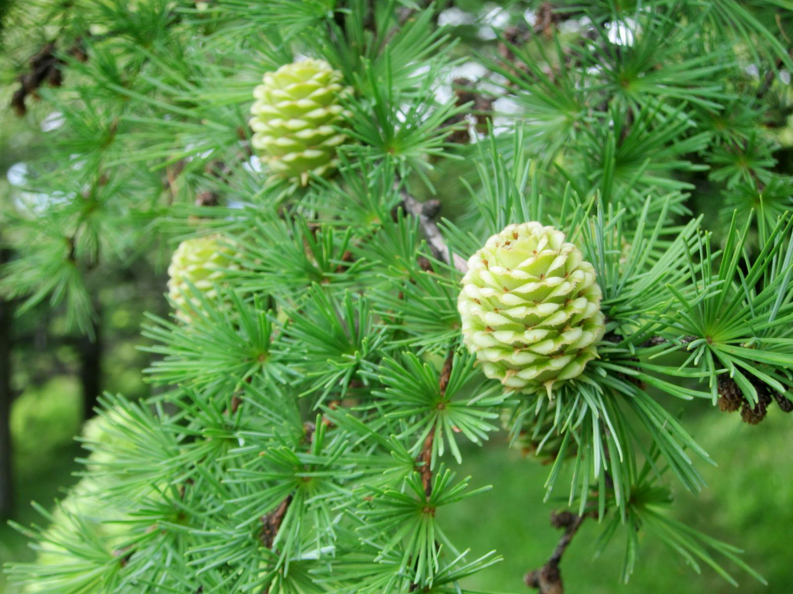 Japanese Larch photo 4