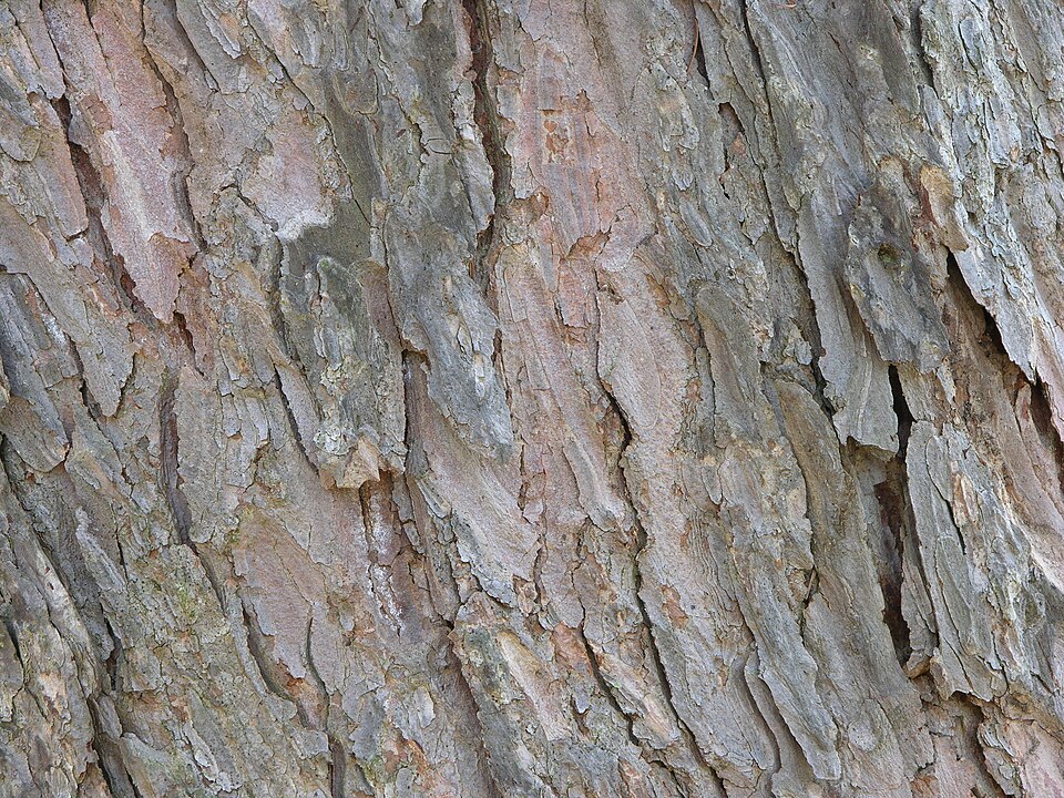 Japanese Larch photo 5