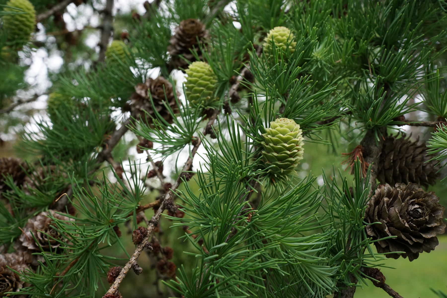 Japanese Larch photo 6