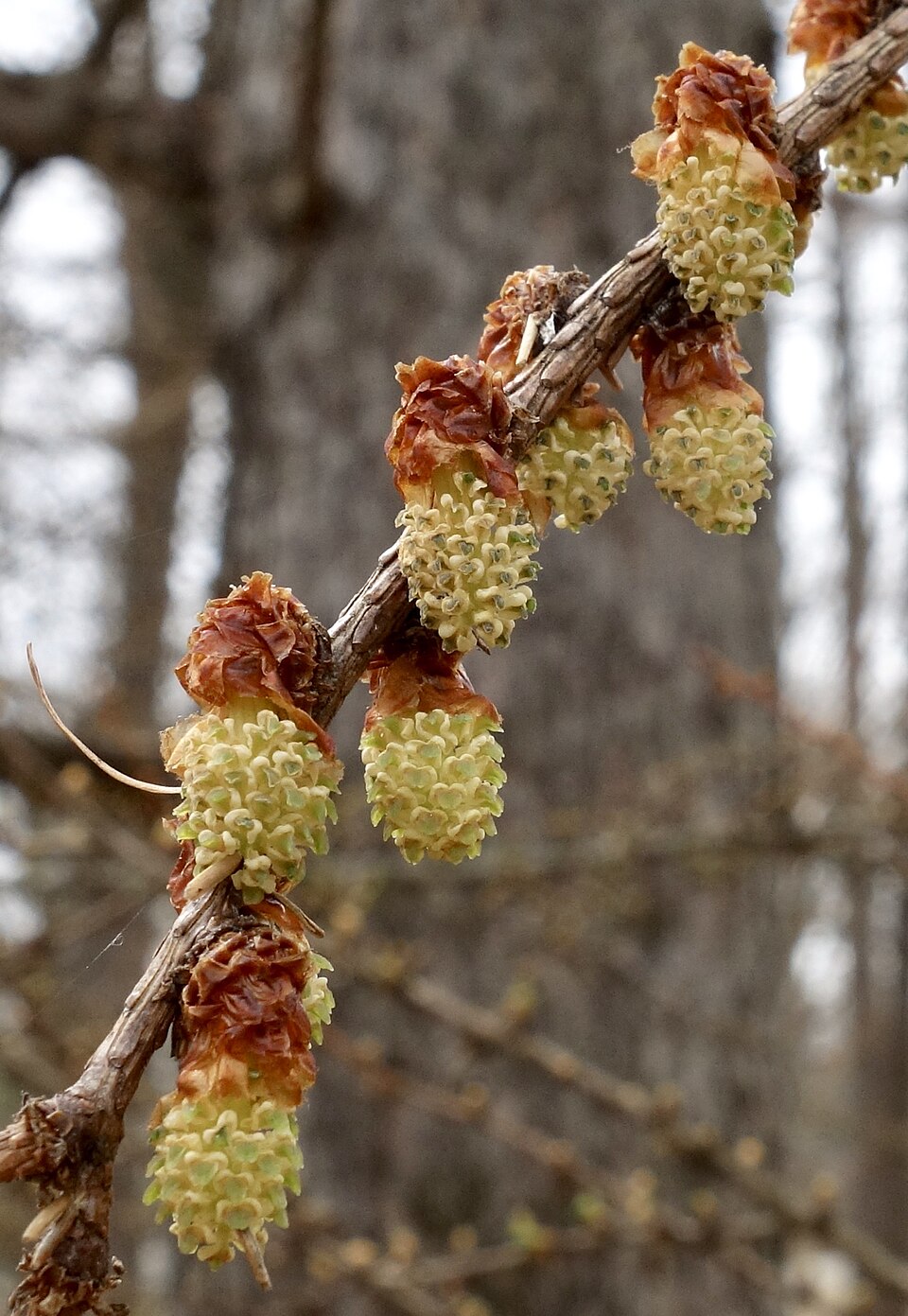 Japanese Larch photo 7