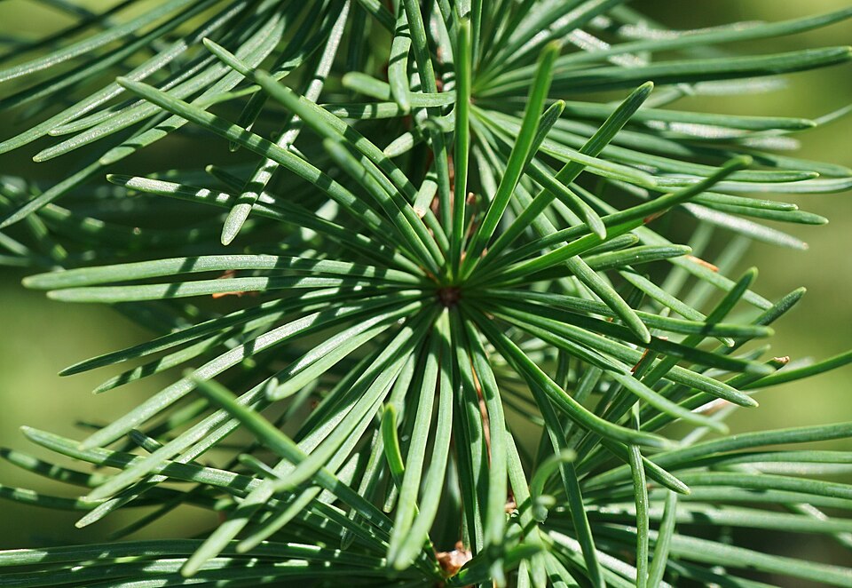 Japanese Larch photo 8
