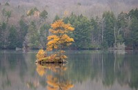 Tamarack