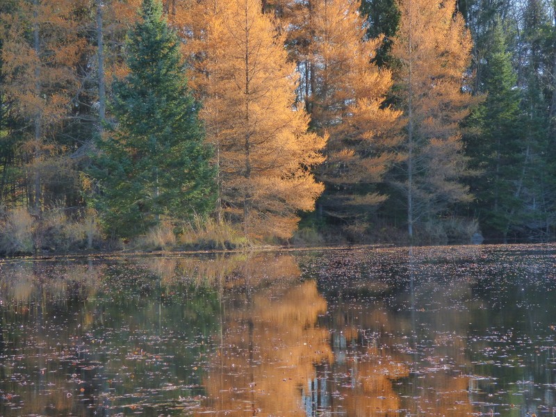Tamarack photo 2