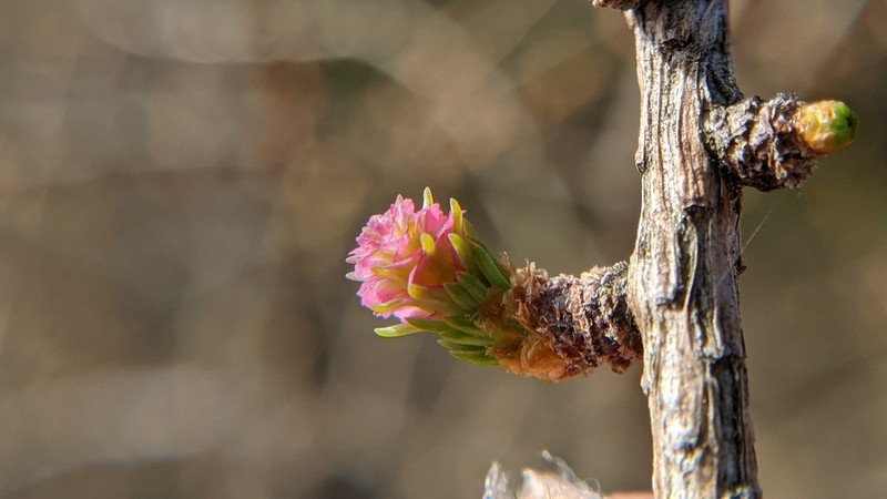 Tamarack photo 3