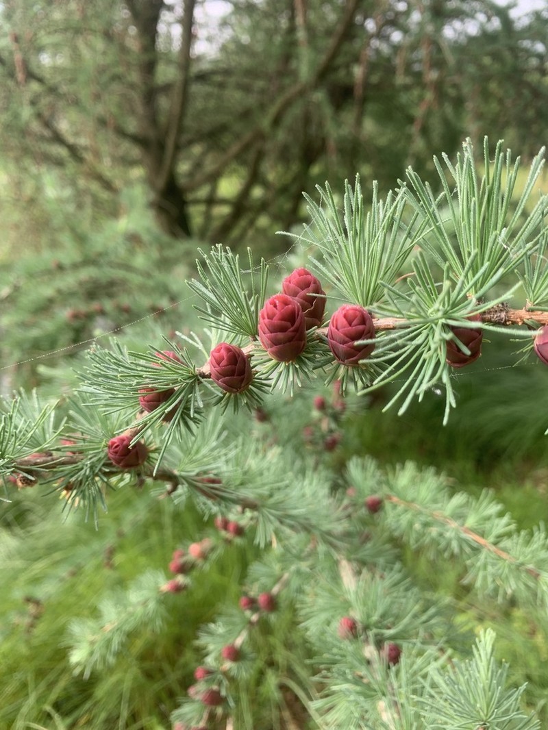 Tamarack photo 6