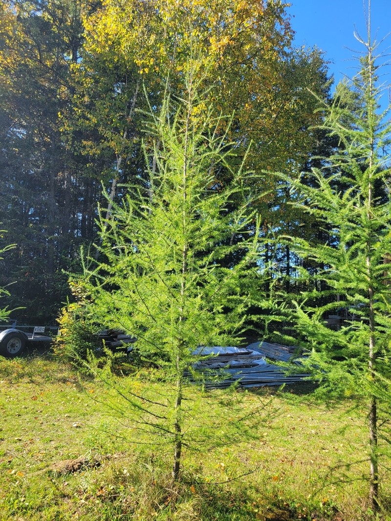 Tamarack photo 7