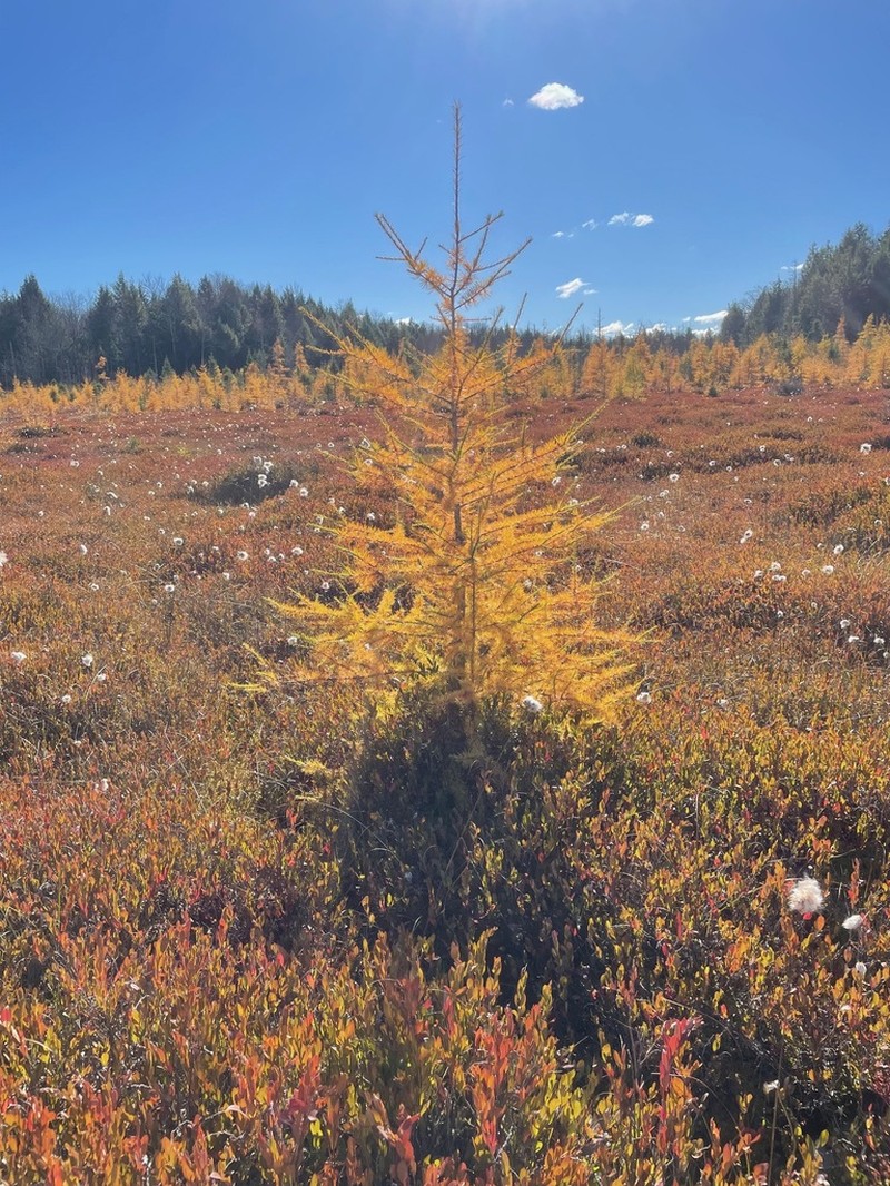 Tamarack photo 8