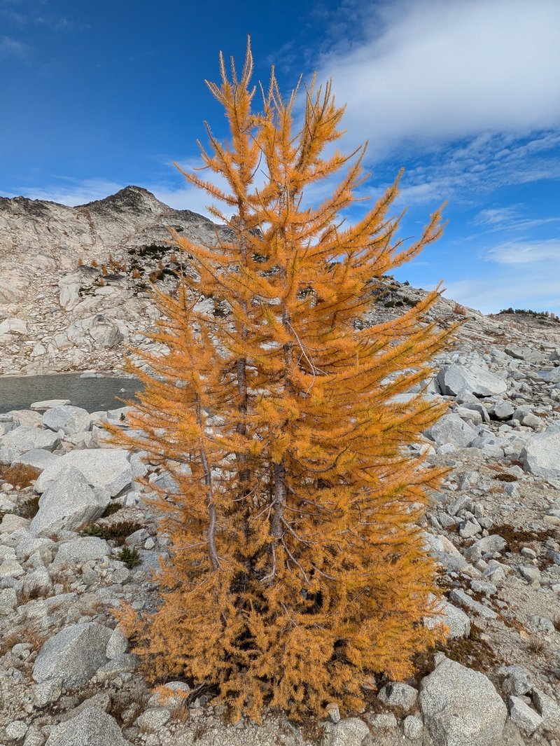 Subalpine Larch