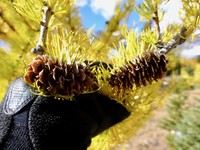 Subalpine Larch