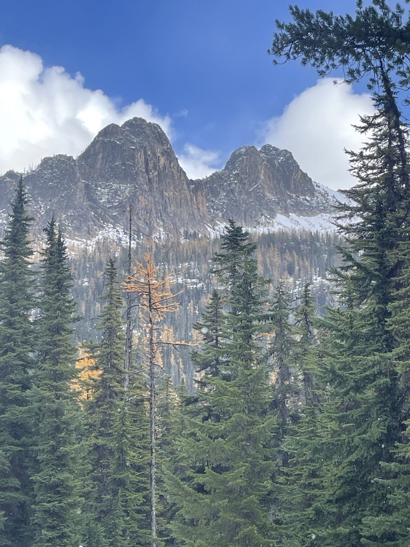 Subalpine Larch photo 2