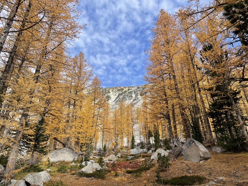 Subalpine Larch photo 3