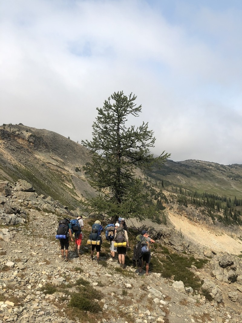 Subalpine Larch photo 4