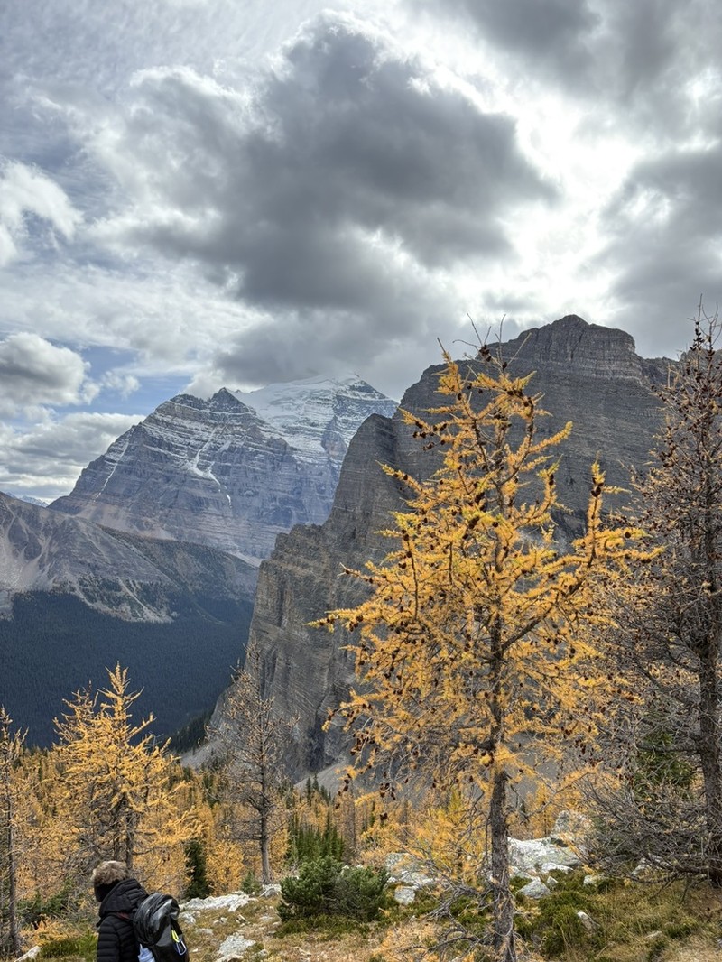 Subalpine Larch photo 5