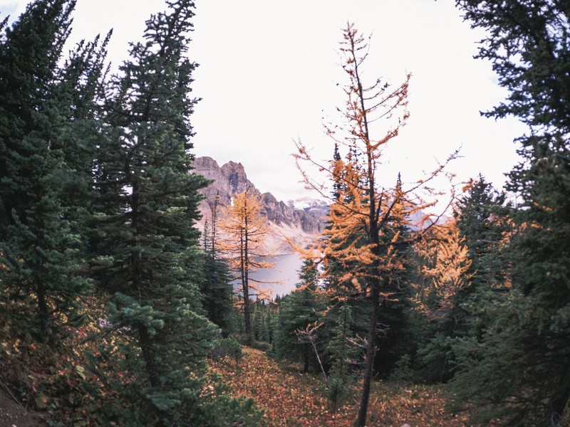 Subalpine Larch photo 6