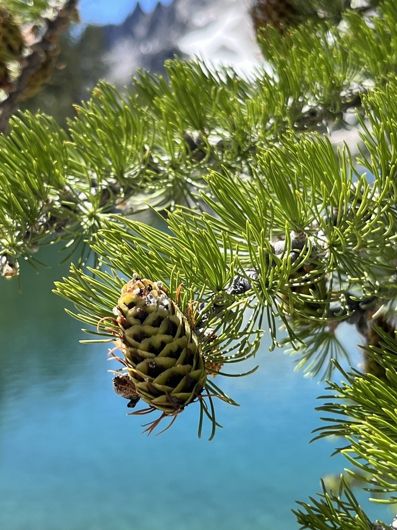 Subalpine Larch photo 7