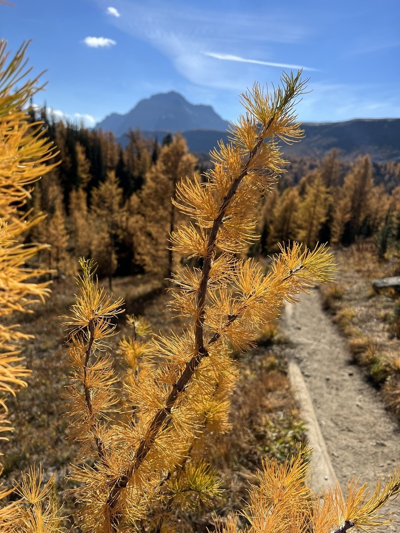 Subalpine Larch photo 8