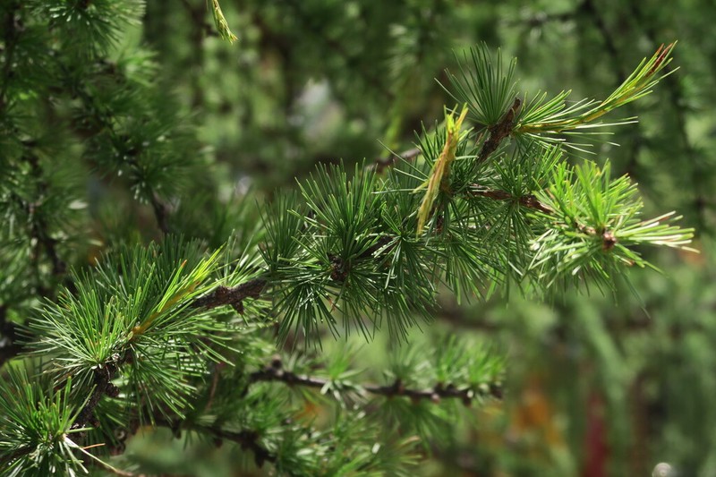 Larix mastersiana photo 2