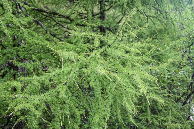 Larix mastersiana photo 3