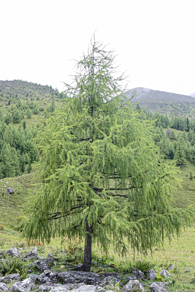 Larix mastersiana photo 4