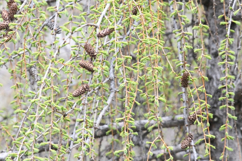 Larix mastersiana photo 5