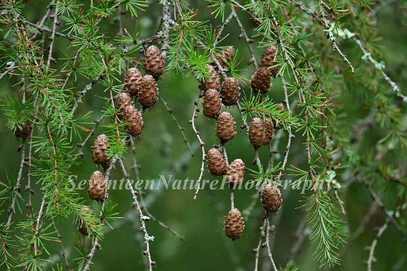 Larix mastersiana photo 6