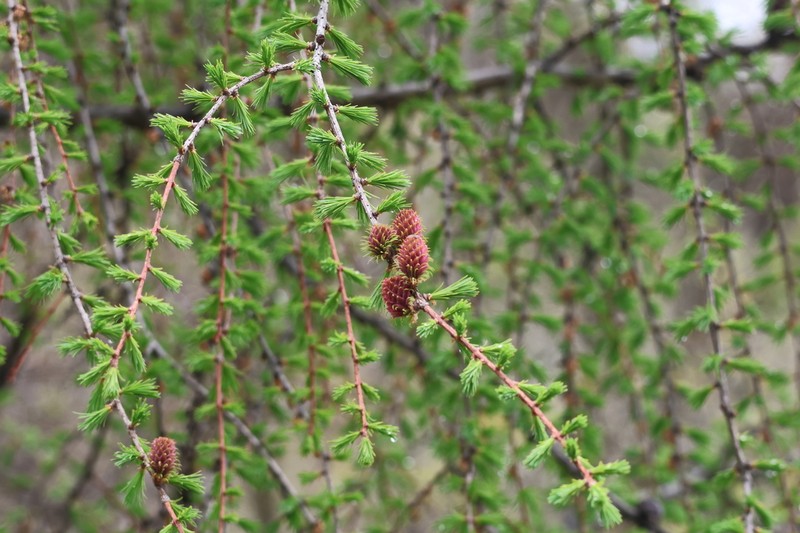 Larix mastersiana photo 7