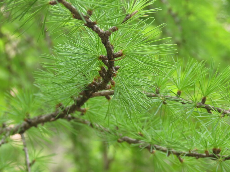 Larix mastersiana photo 8