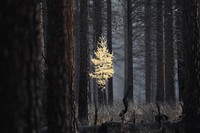 Western Larch
