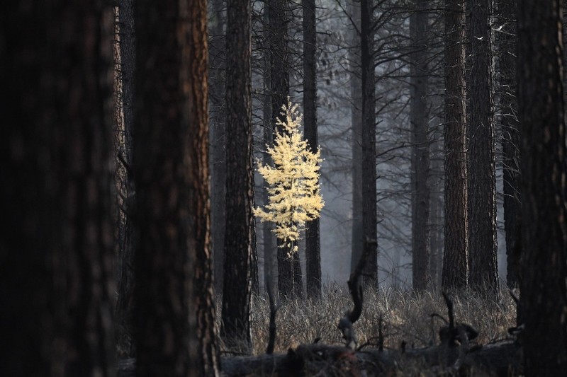 Western Larch