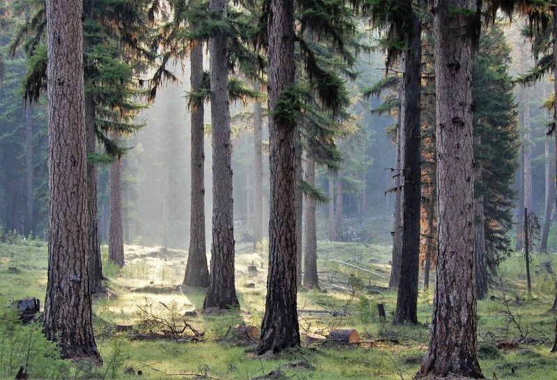 Western Larch photo 2