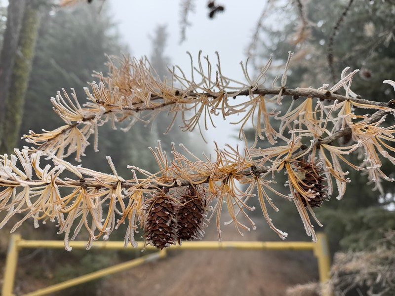 Western Larch photo 3
