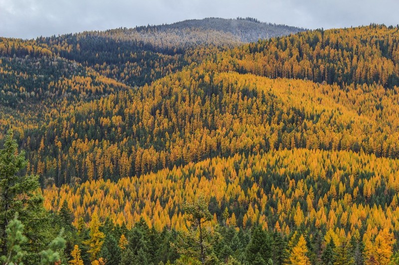 Western Larch photo 4