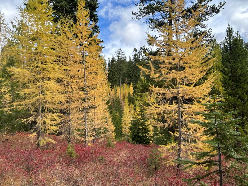 Western Larch photo 5