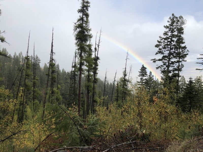 Western Larch photo 6