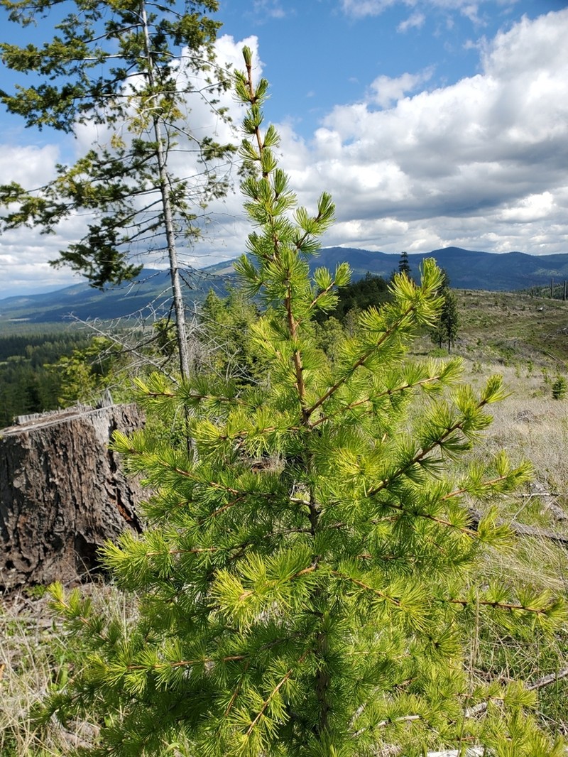 Western Larch photo 7