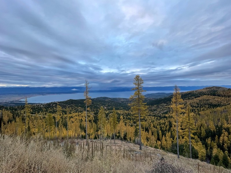 Western Larch photo 8