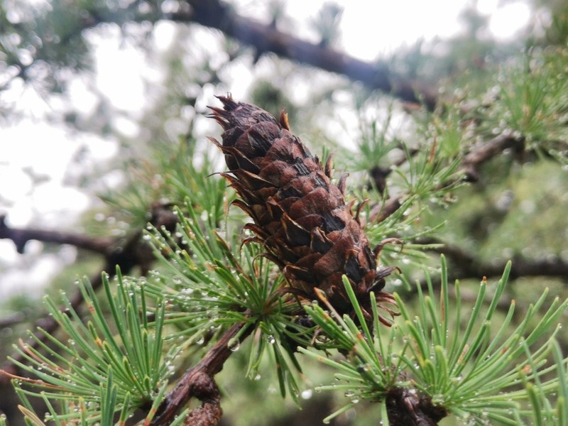 Larix potaninii photo 2